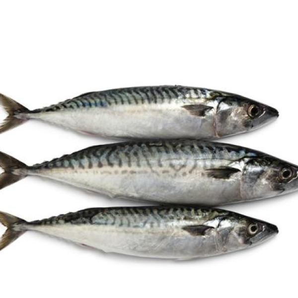 Chinchard THOMSON 1kg