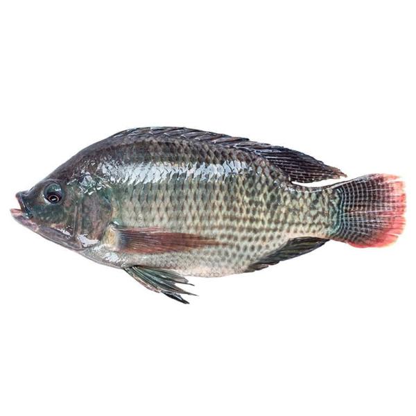 Tilapia Noir Congelé  (1kg)
